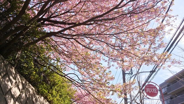 桜