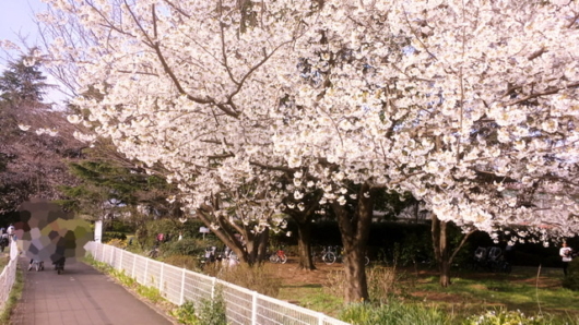 砧公園の桜