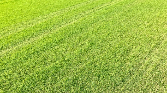 多摩市立陸上競技場の芝生