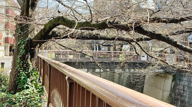 目黒川に掛かる桜橋