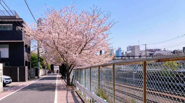巣鴨駅～駒込駅間の桜