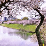 千鳥ヶ淵公園の桜