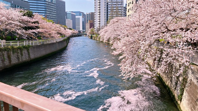 居気橋から望む目黒川の桜