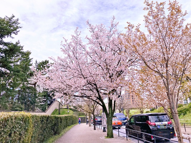 代官町通りの桜