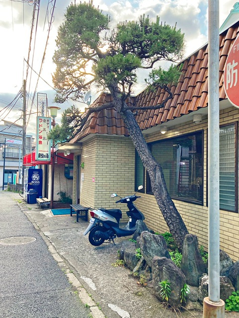 横浜市神奈川区六角橋の銭湯「親松の湯」の店の前の松