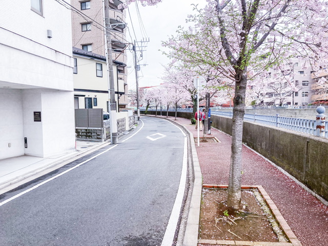 大岡川の一本橋付近の桜