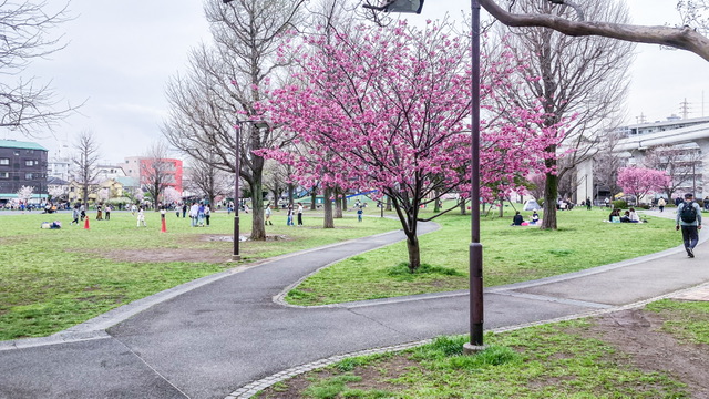 大岡川の蒔田公園