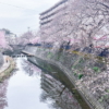 大岡川の桜橋から下流を望む