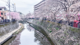 大岡川の桜橋から下流を望む