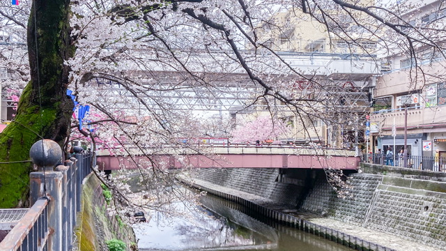 大岡川の桜橋
