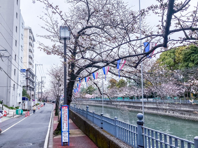 大岡川の清水橋付近の桜