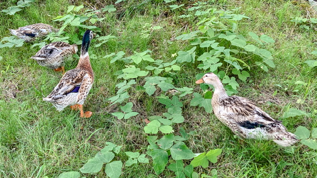 大平森林公園の人に慣れたカルガモ