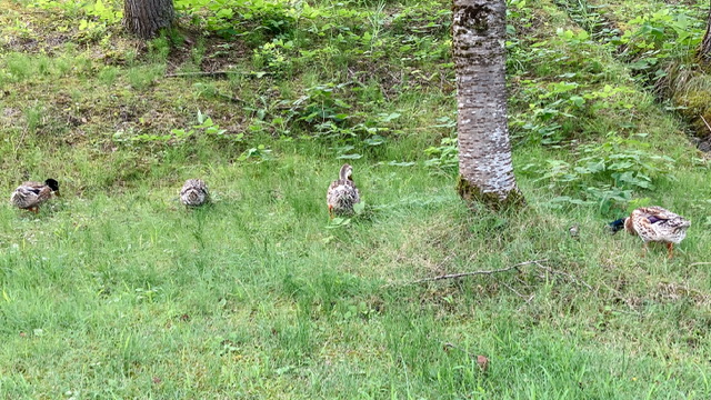 大平森林公園のカルガモ