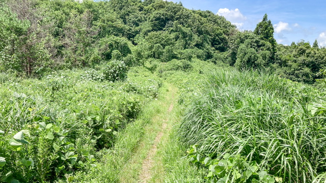 大平森林公園登山道（トレランコース）