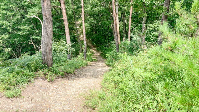 大平森林公園登山道（トレッキングコース）